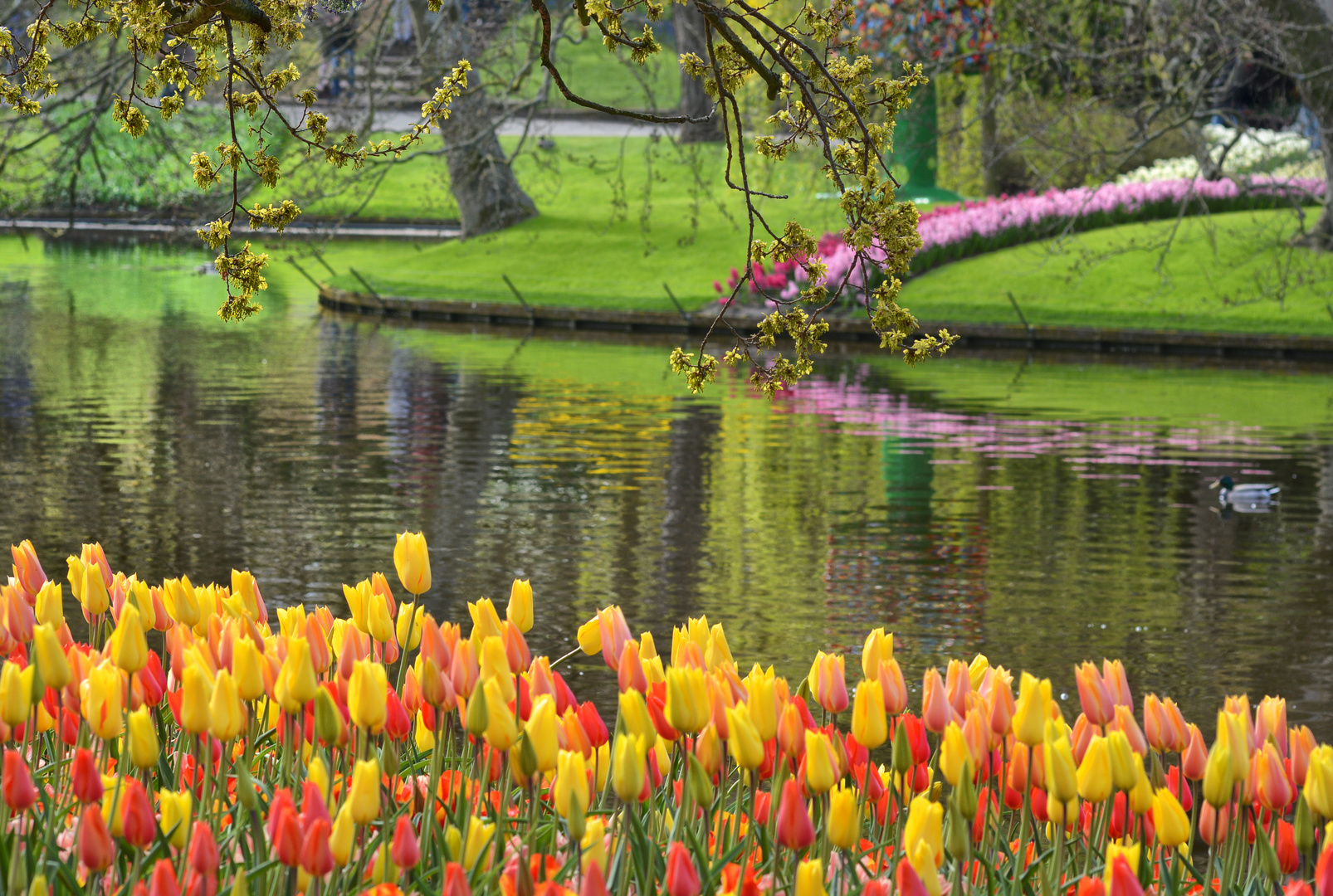 Keukenhof...