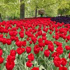 Keukenhof