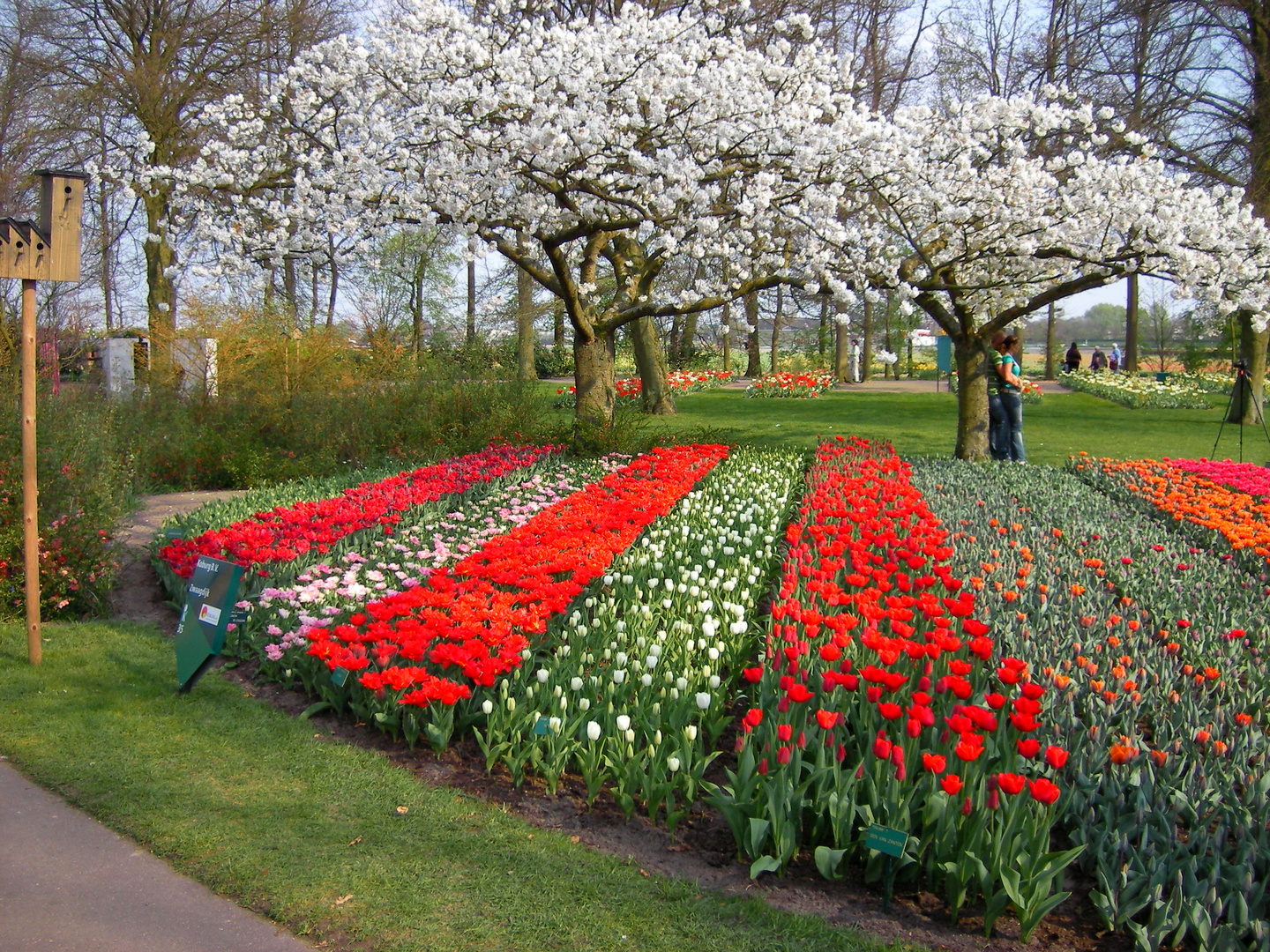 KEUKENHOF Foto & Bild europe, benelux, netherlands Bilder auf