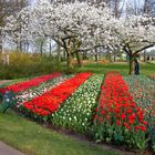 KEUKENHOF