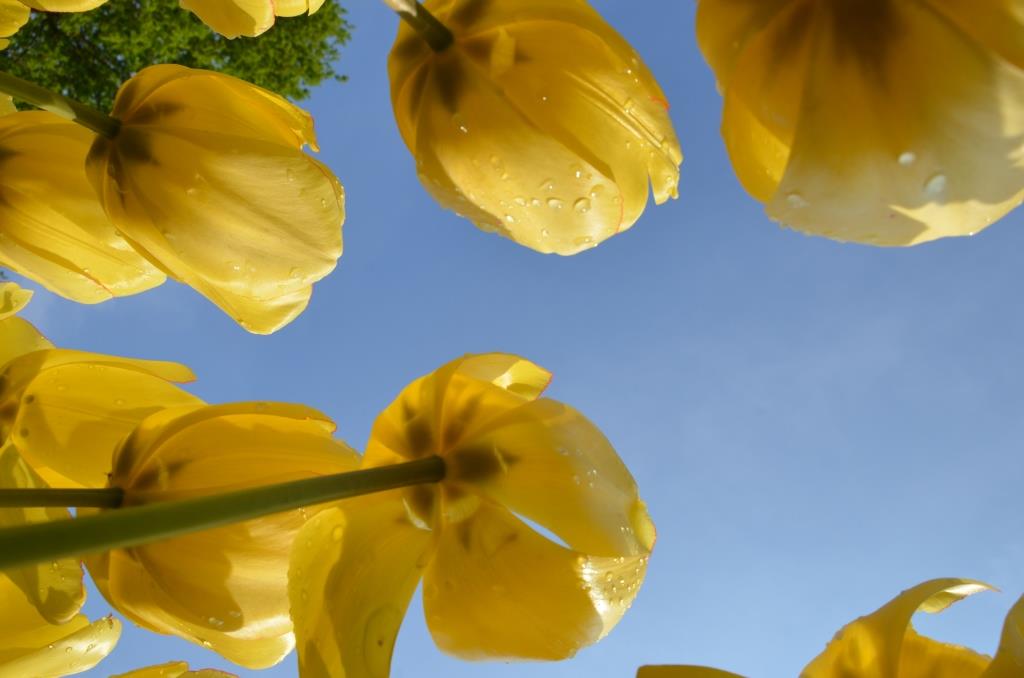 Keukenhof Flowers