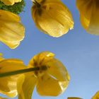 Keukenhof Flowers