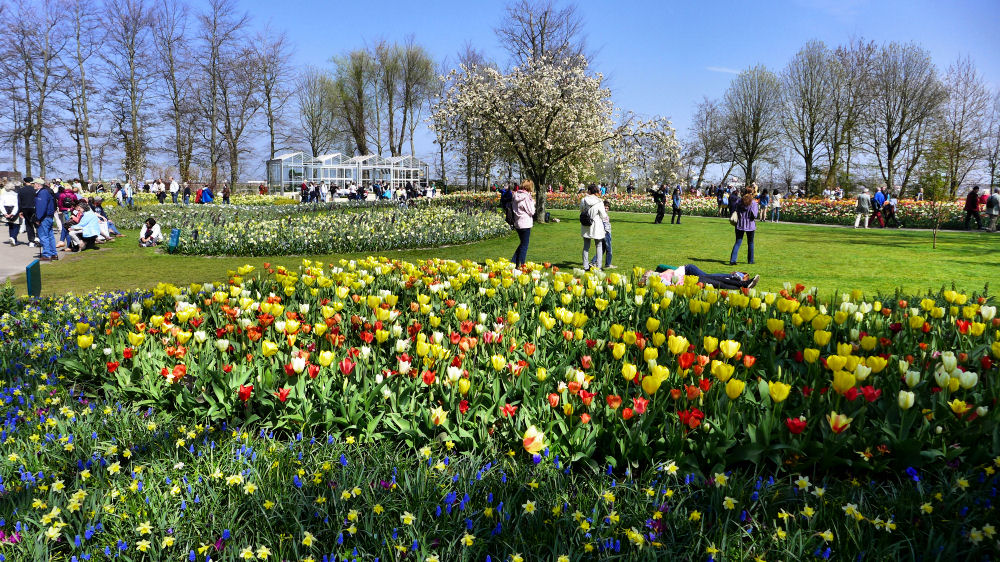 Keukenhof grüßt immer noch