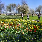 Keukenhof grüßt immer noch