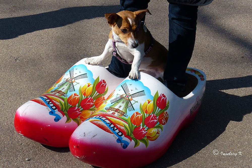 Keukenhof - Holland - Ein Hund - auf großen Schuhen