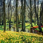 Keukenhof I