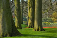 Keukenhof impressions (2)