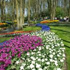 Keukenhof in den Niederlanden