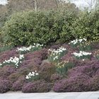 Keukenhof in Holland