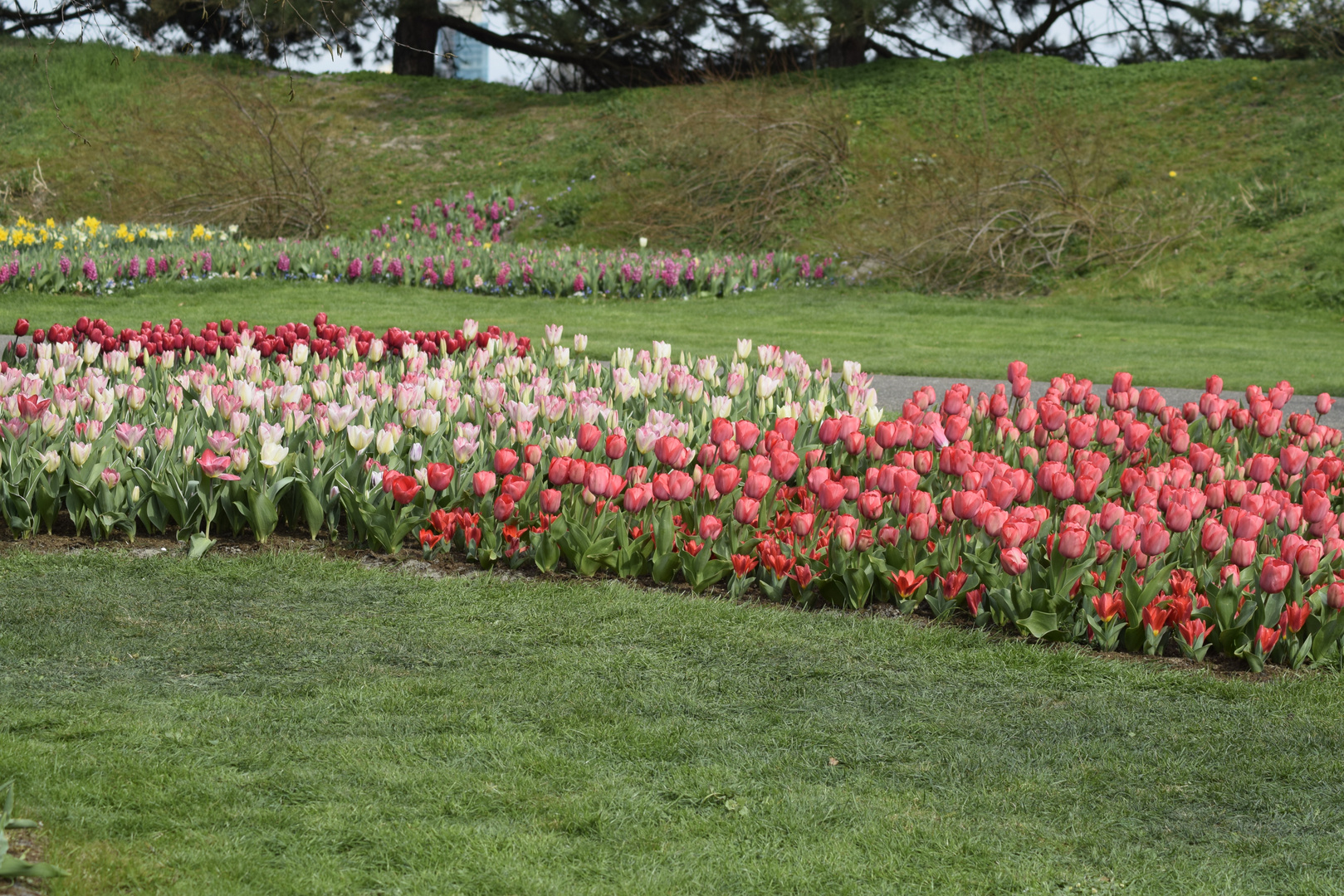 Keukenhof in Holland