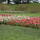 Keukenhof in Holland