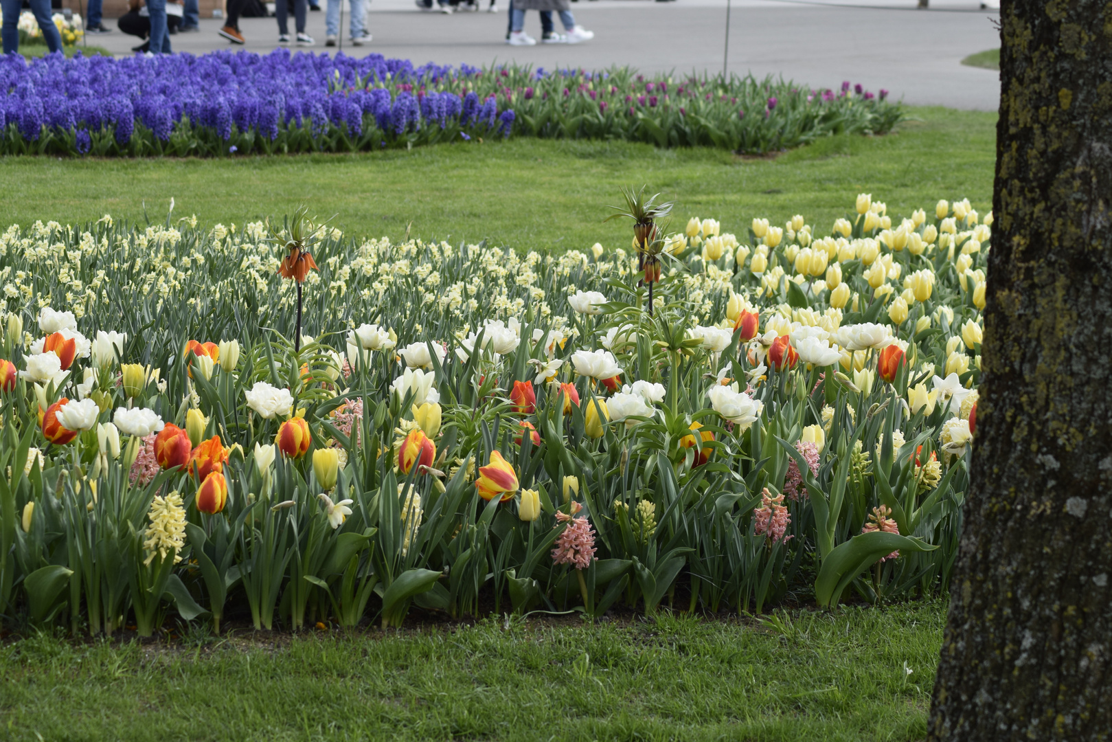 Keukenhof in Holland