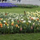 Keukenhof in Holland