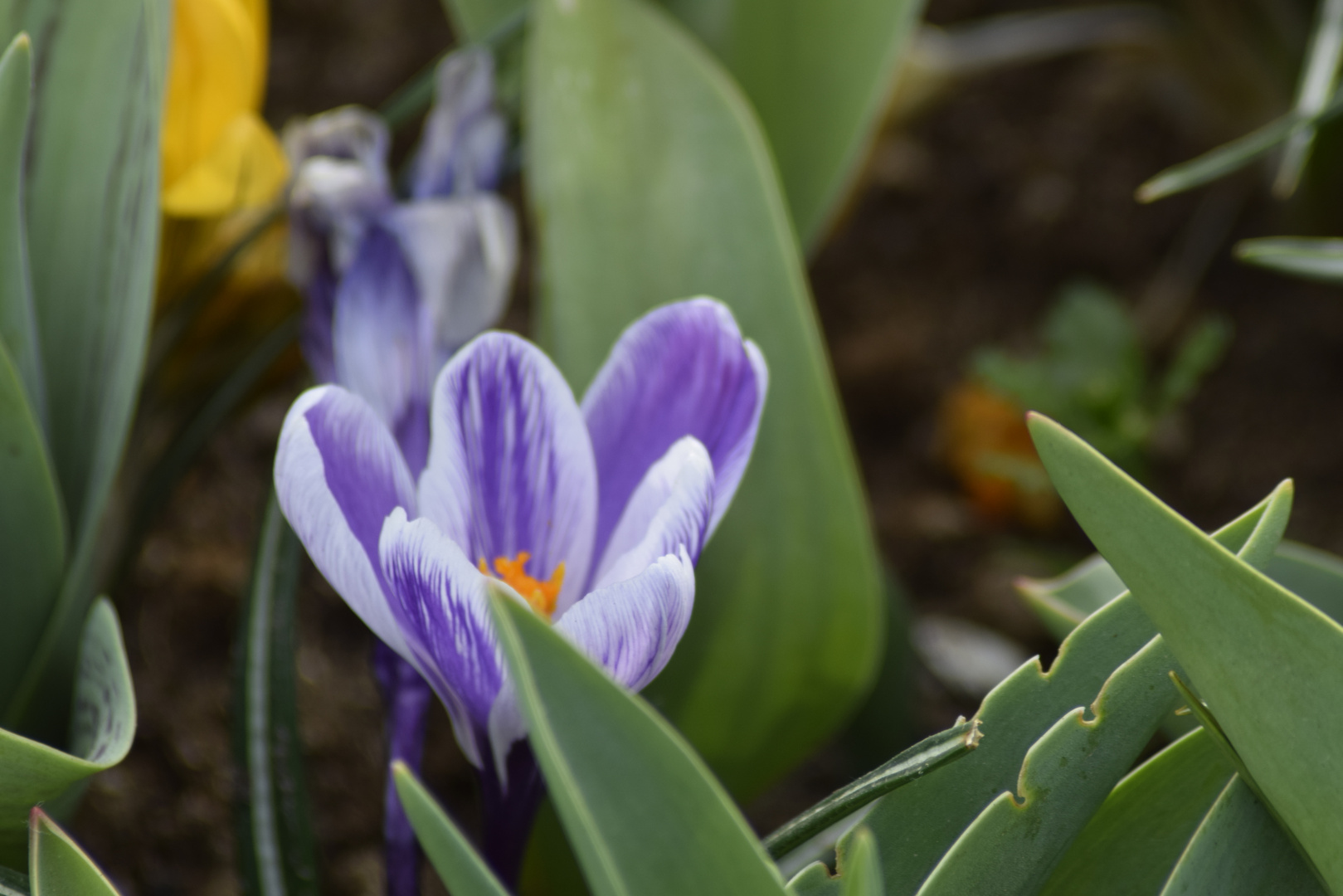 Keukenhof in Holland