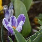 Keukenhof in Holland