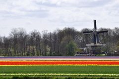 Keukenhof in Lisse