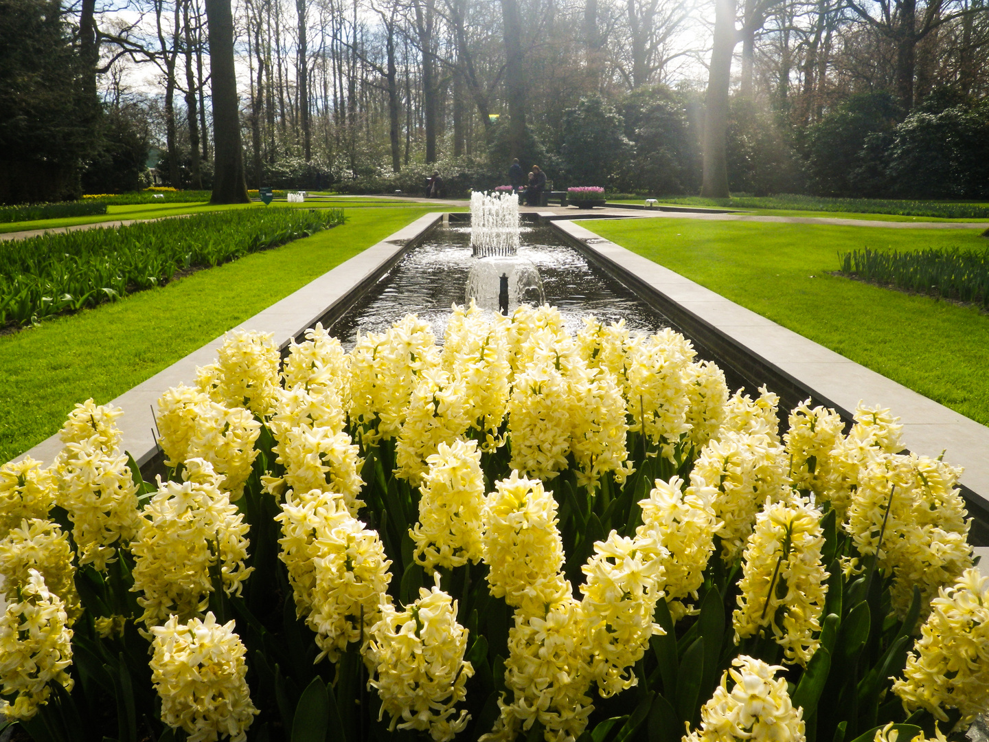 Keukenhof in the Netherlands