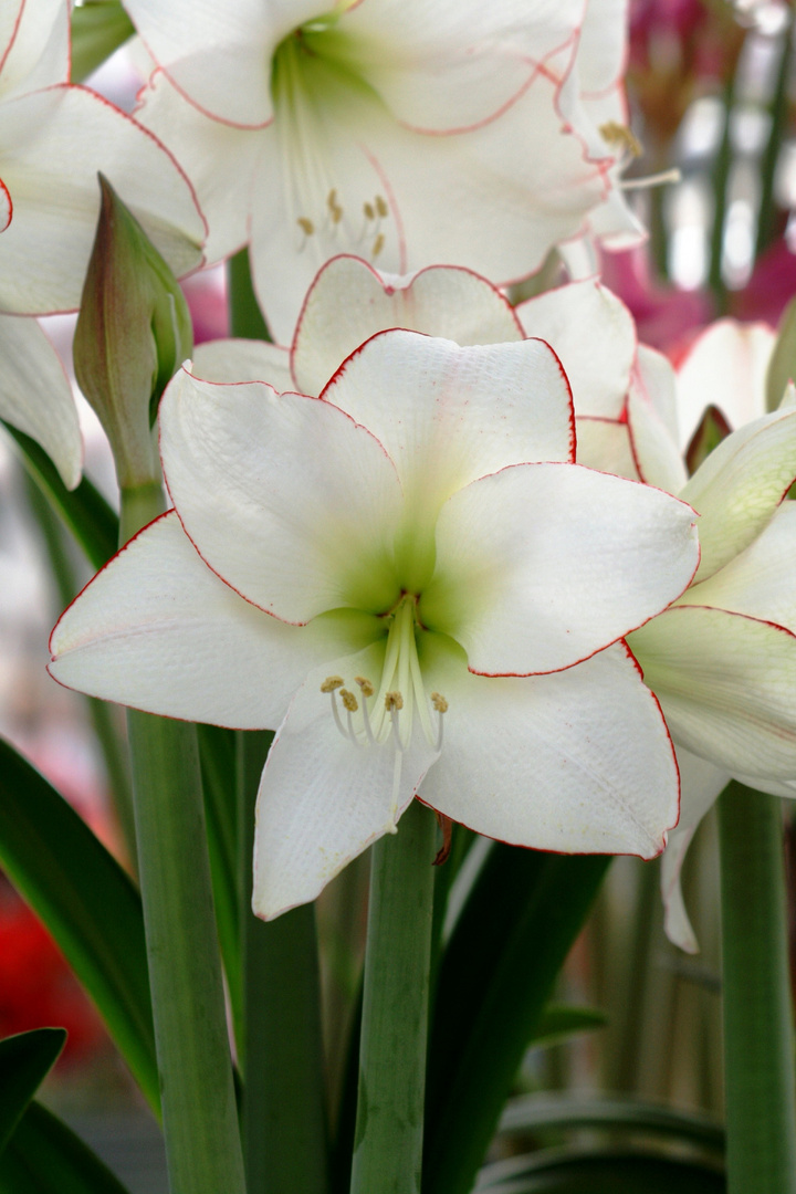 Keukenhof Lisse (Amaryllis)(23.03.2012)_1_1