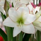 Keukenhof Lisse (Amaryllis)(23.03.2012)_1_1