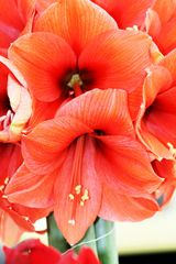 Keukenhof Lisse (Amaryllis)(23.03.2012)_1_11