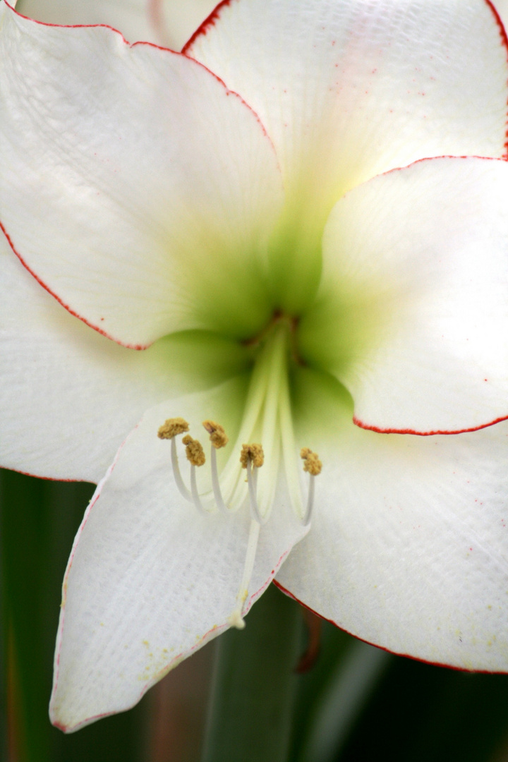 Keukenhof Lisse (Amaryllis)(23.03.2012)_1_2