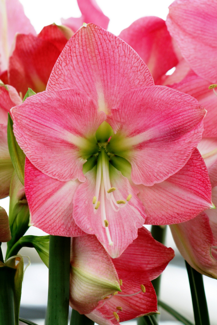 Keukenhof Lisse (Amaryllis)(23.03.2012)_1_3