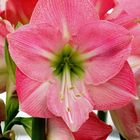 Keukenhof Lisse (Amaryllis)(23.03.2012)_1_3