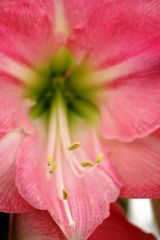 Keukenhof Lisse (Amaryllis)(23.03.2012)_1_4