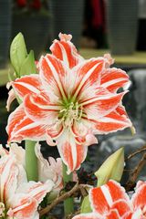 Keukenhof Lisse (Amaryllis)(23.03.2012)_1_5