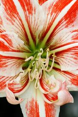 Keukenhof Lisse (Amaryllis)(23.03.2012)_1_6