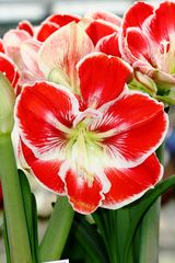 Keukenhof Lisse (Amaryllis)(23.03.2012)_1_7