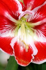 Keukenhof Lisse (Amaryllis)(23.03.2012)_1_8