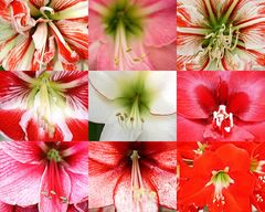 Keukenhof Lisse Niederlande (Amaryllis)(23.03.2012)