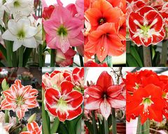 Keukenhof Lisse Niederlande (Amaryllis)(23.03.2012)