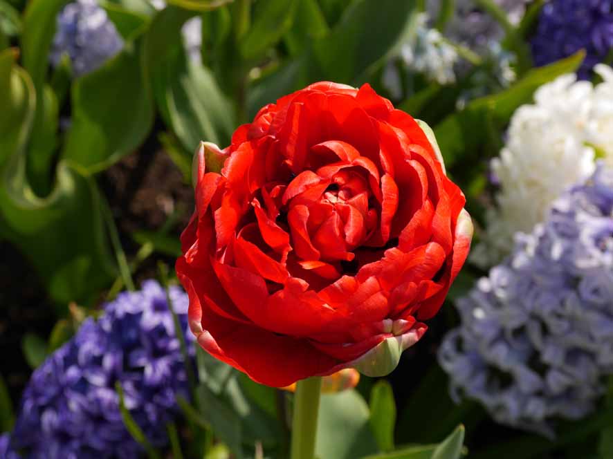 Keukenhof, Lisse, Niederlande, Blumenschau, Tulpenschau, Reiseziele