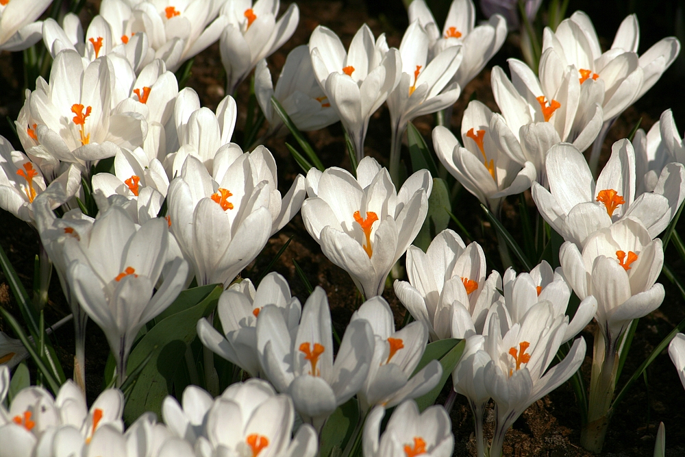 Keukenhof Lisse Niederlande (Krokusse) (23.03.2012)(2)