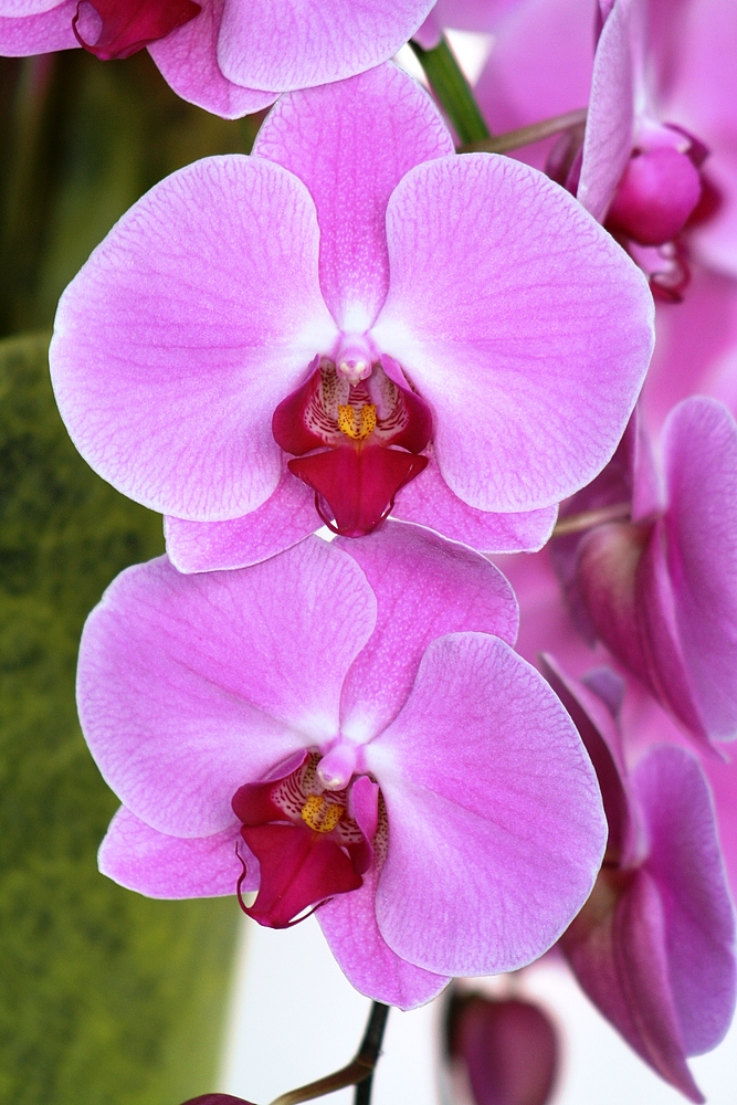 Keukenhof Lisse Niederlande (Orchideen) (23.03.2012)