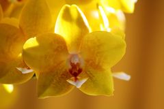 Keukenhof Lisse Niederlande (Orchideen) (23.03.2012)