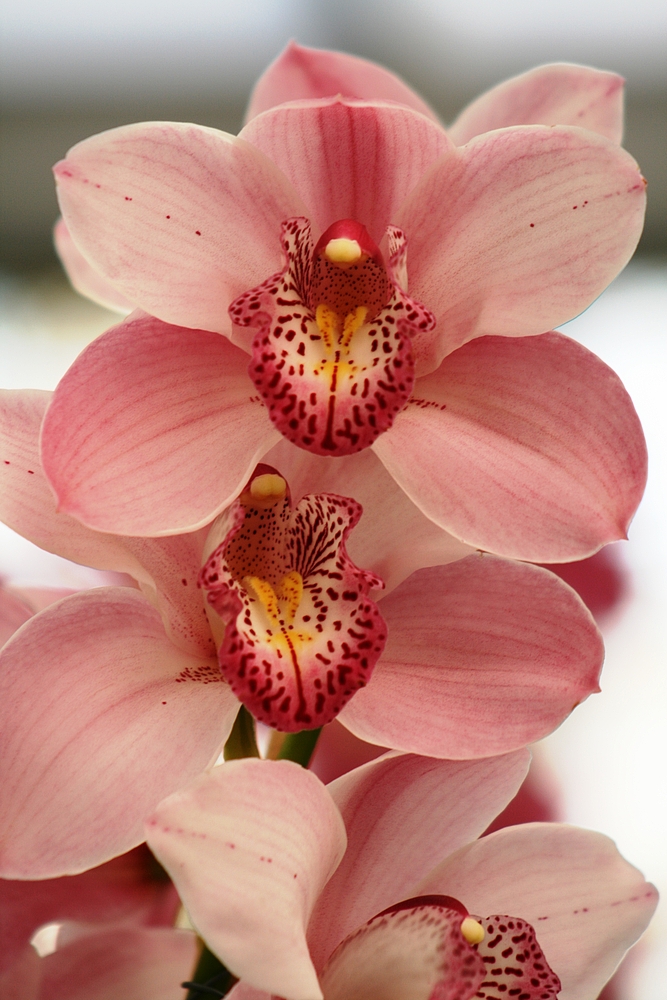 Keukenhof Lisse Niederlande (Orchideen) (23.03.2012)