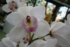 Keukenhof Lisse Niederlande (Orchideen) (23.03.2012)