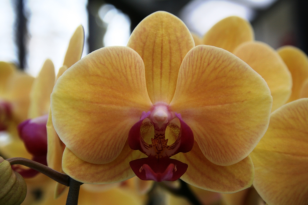 Keukenhof Lisse Niederlande (Orchideen) (23.03.2012)