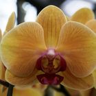 Keukenhof Lisse Niederlande (Orchideen) (23.03.2012)