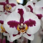 Keukenhof Lisse Niederlande (Orchideen) (23.03.2012)