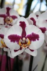 Keukenhof Lisse Niederlande (Orchideen) (23.03.2012)