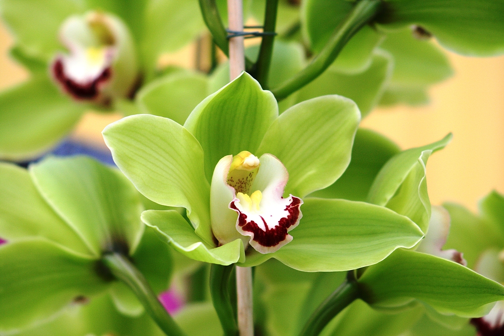 Keukenhof Lisse Niederlande (Orchideen) (23.03.2012)