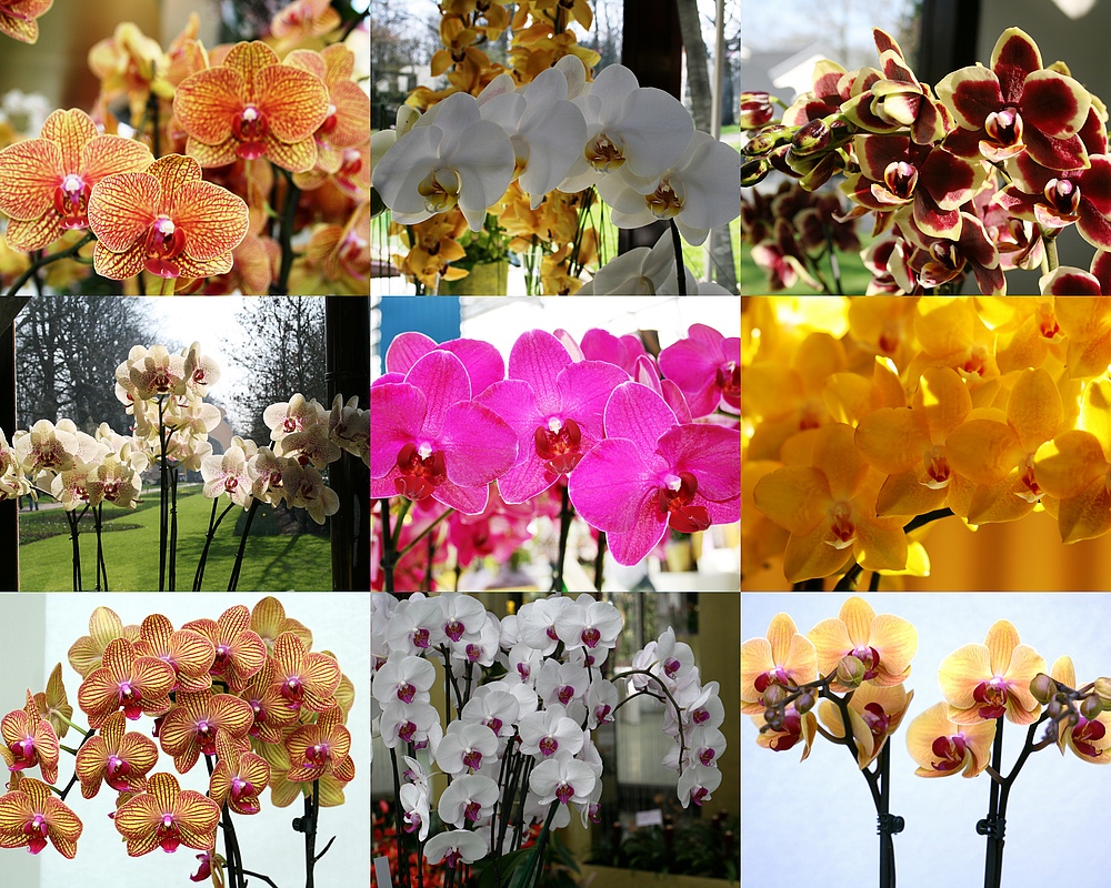 Keukenhof Lisse Niederlande (Orchideen)(23.03.2012)