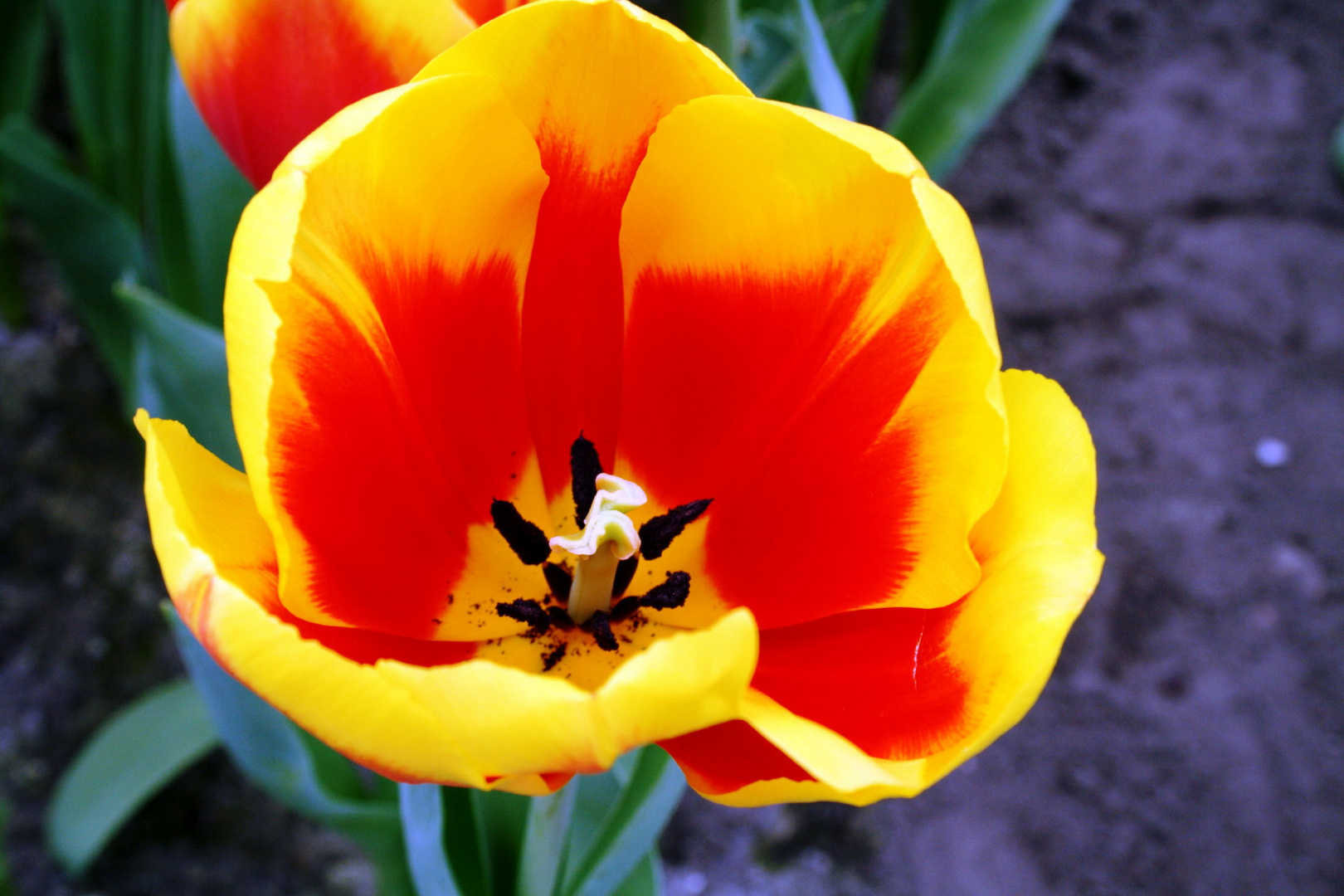 Keukenhof Lisse Niederlande (Tulpen) (23.03.2012)