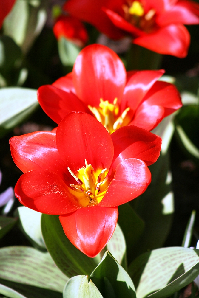 Keukenhof Lisse Niederlande (Tulpen) (23.03.2012)