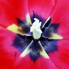 Keukenhof Lisse Niederlande (Tulpen) (23.03.2012)1