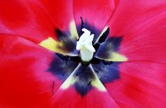 Keukenhof Lisse Niederlande (Tulpen) (23.03.2012)1